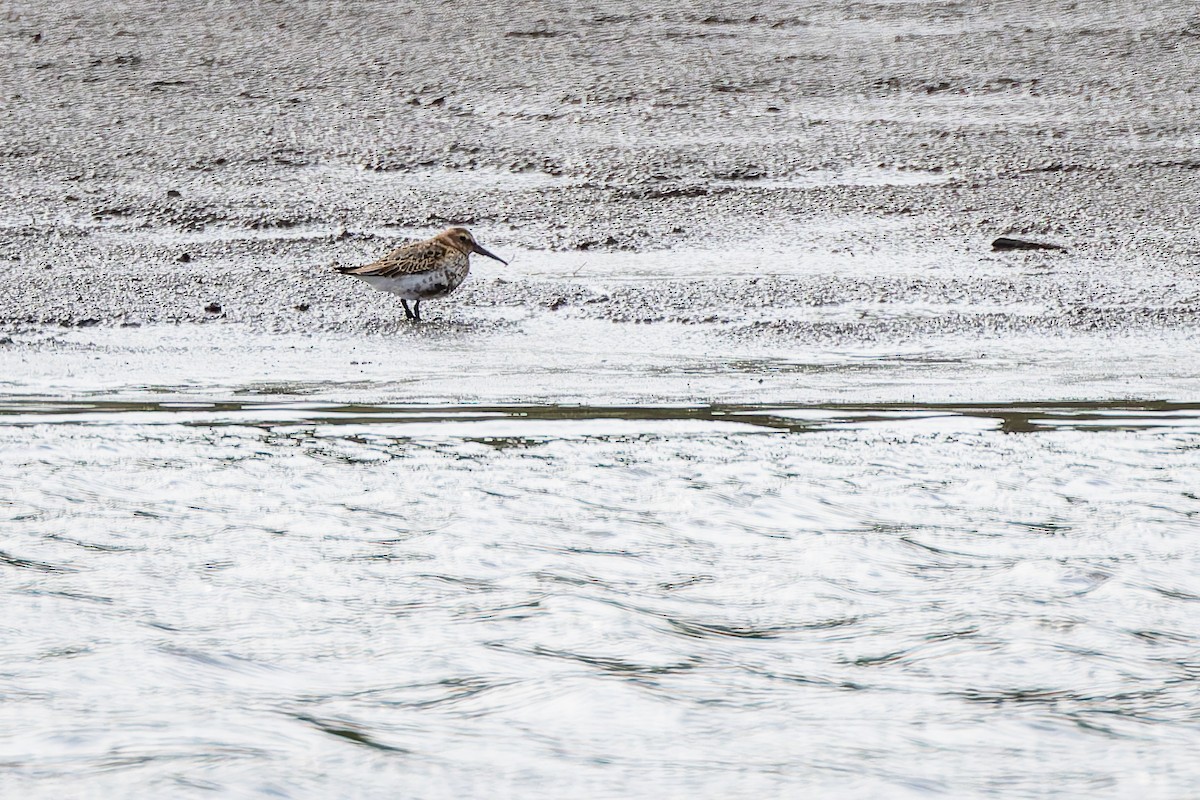 חופית אלפינית - ML646895084