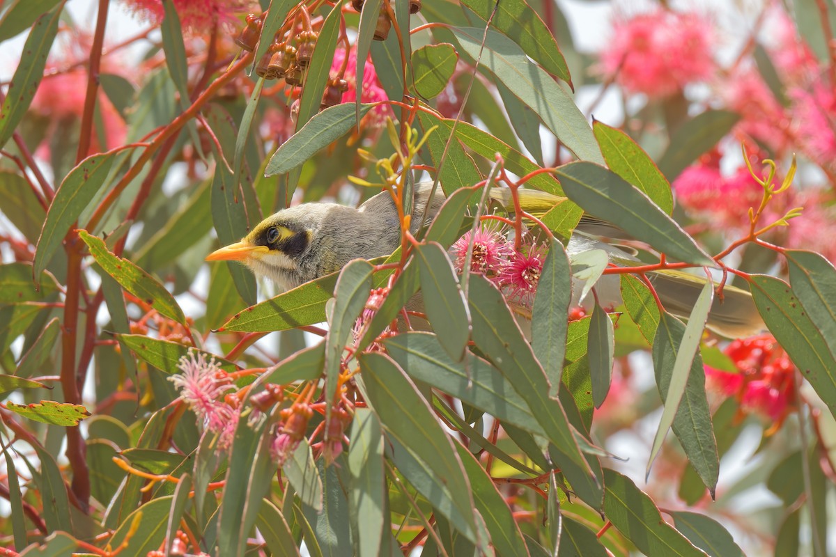 Mielero Goligualdo - ML646895085