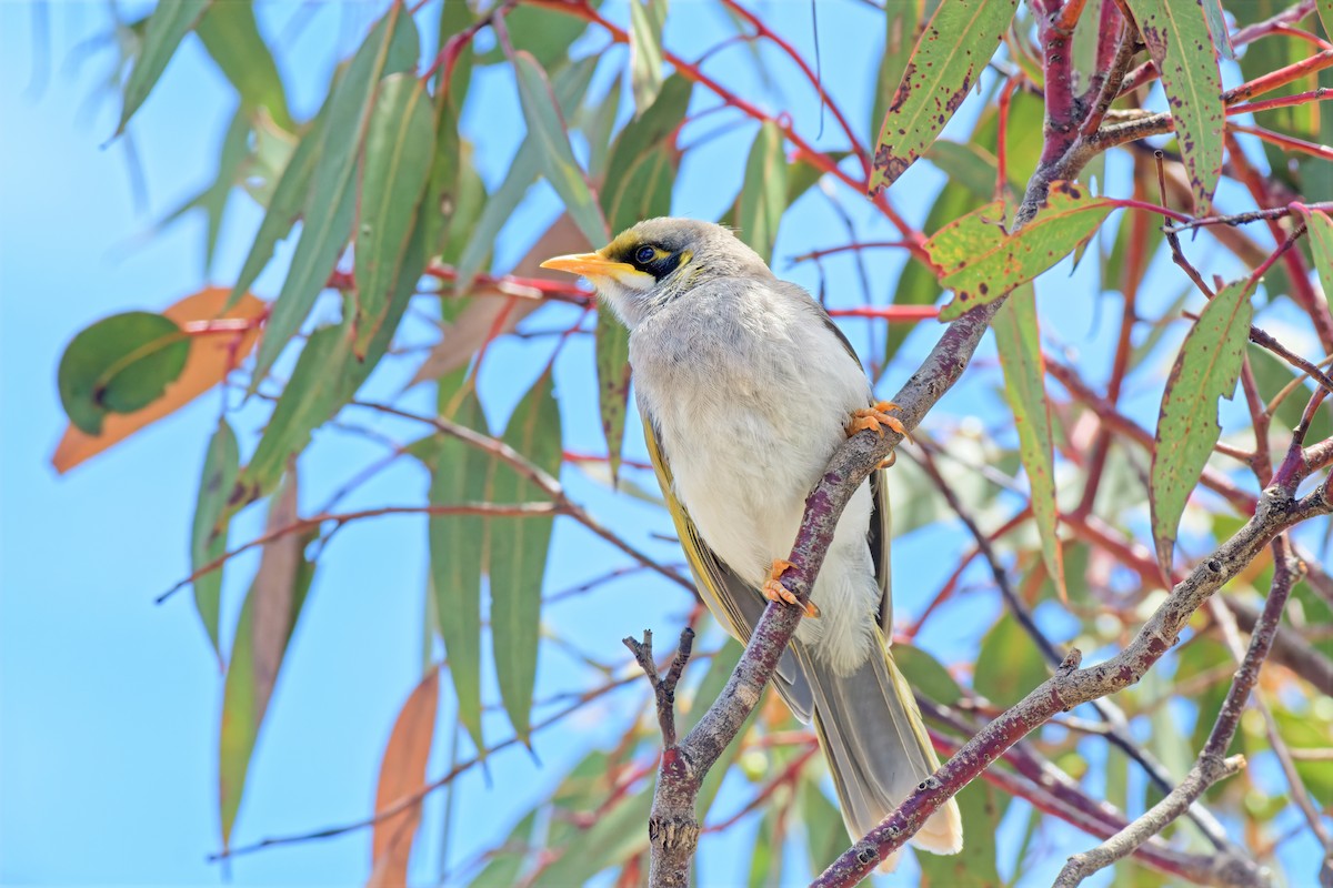 Yellow-throated Miner - ML646895086