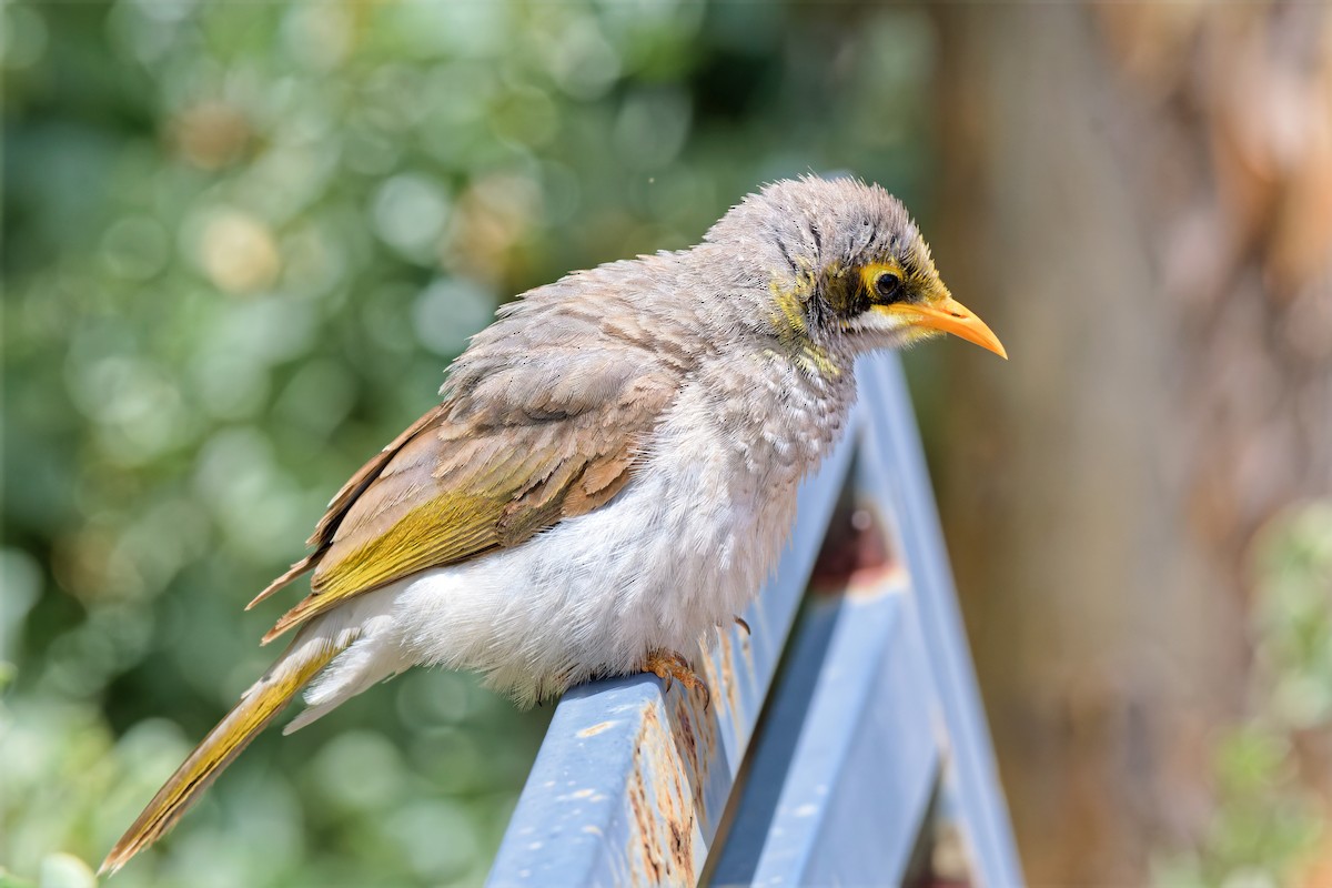 Yellow-throated Miner - ML646895087