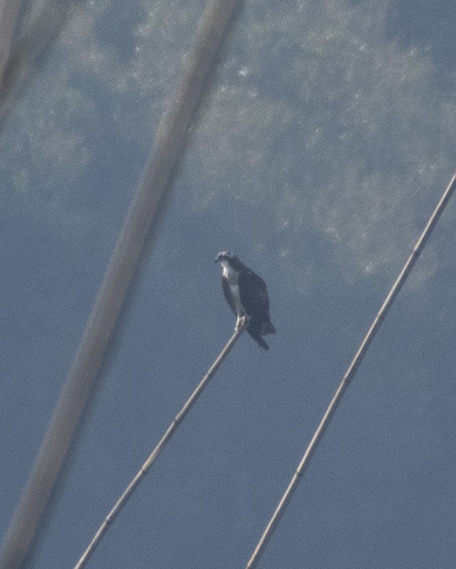 Загасч явлаг - ML646895090