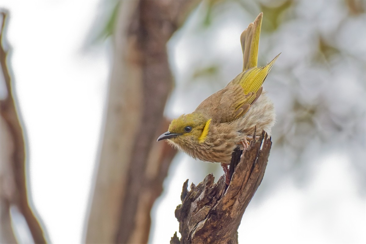Yellow-plumed Honeyeater - ML646895091