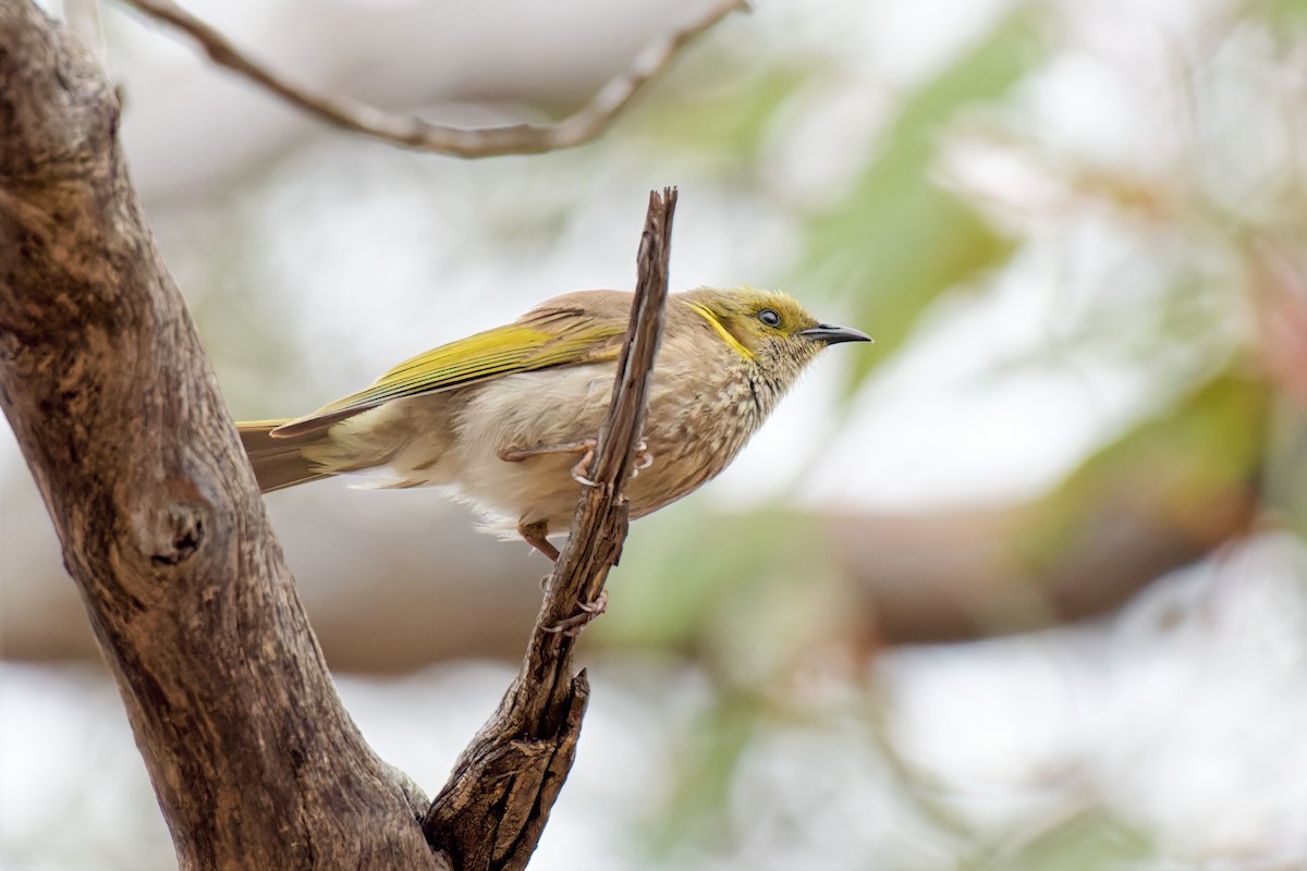 Yellow-plumed Honeyeater - ML646895092