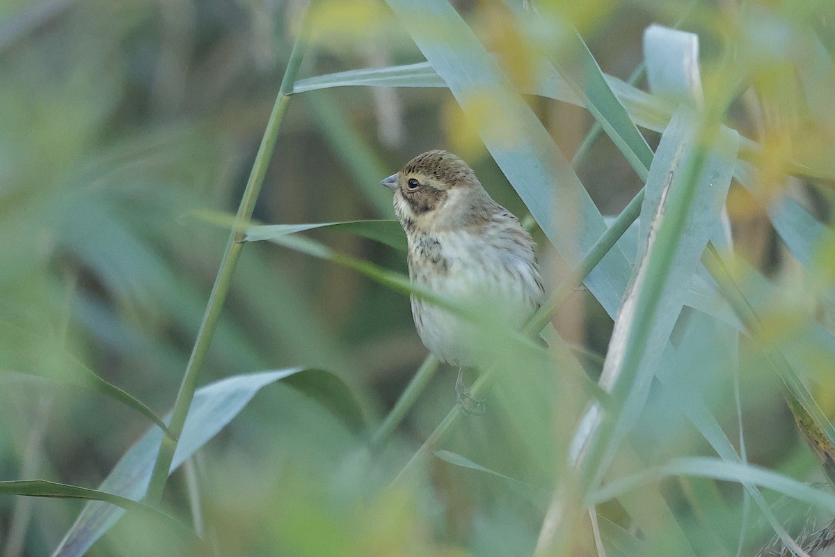 Цагаан хүзүүт хөмрөг - ML646895093