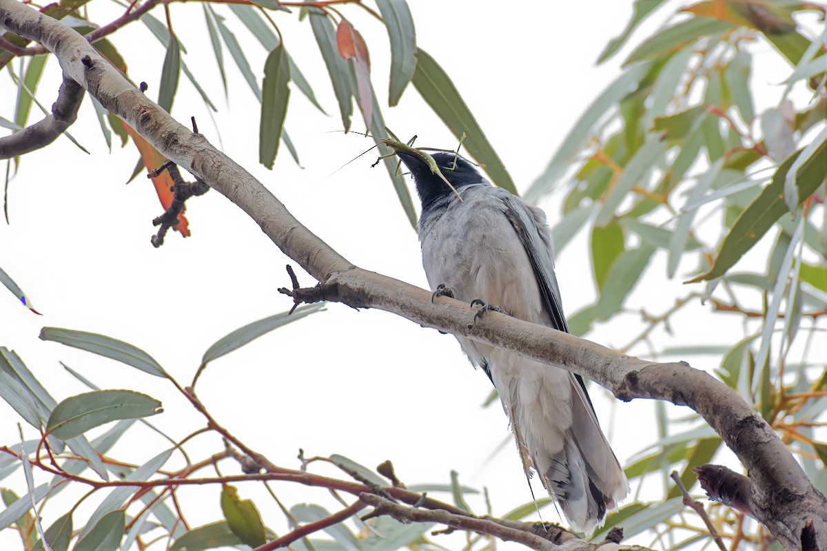 Black-faced Cuckooshrike - ML646895094