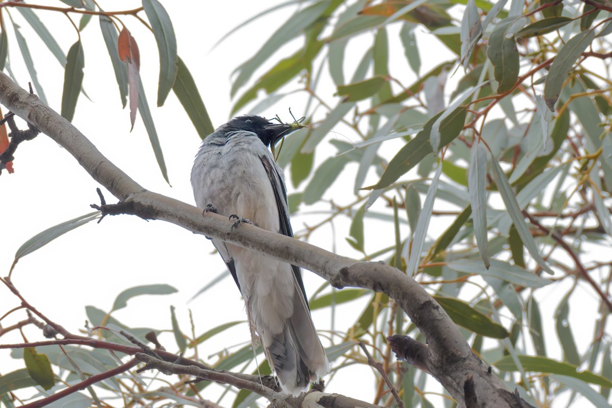 Black-faced Cuckooshrike - ML646895095