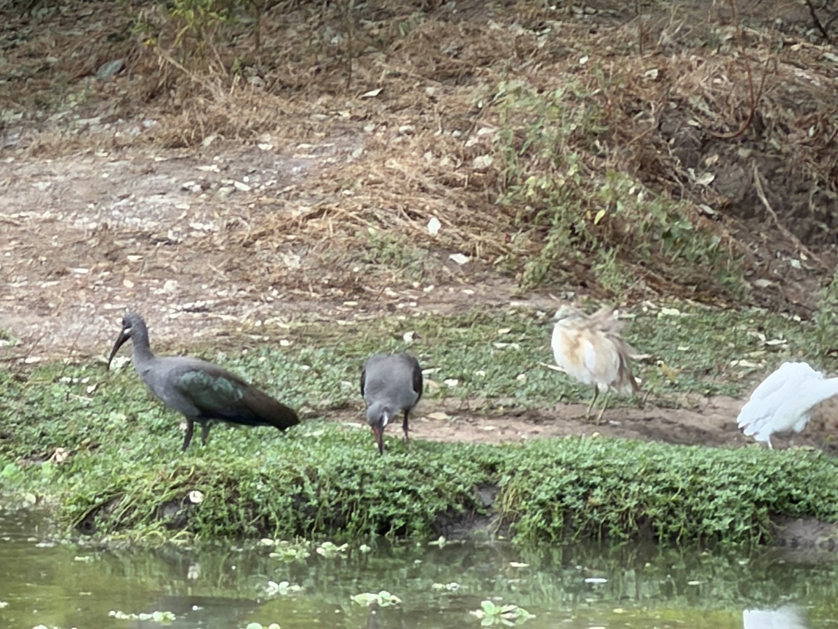 Hadada Ibis - ML646895096