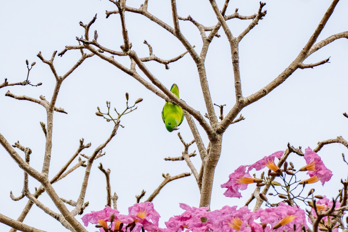Blue-crowned Hanging-Parrot - ML646895101