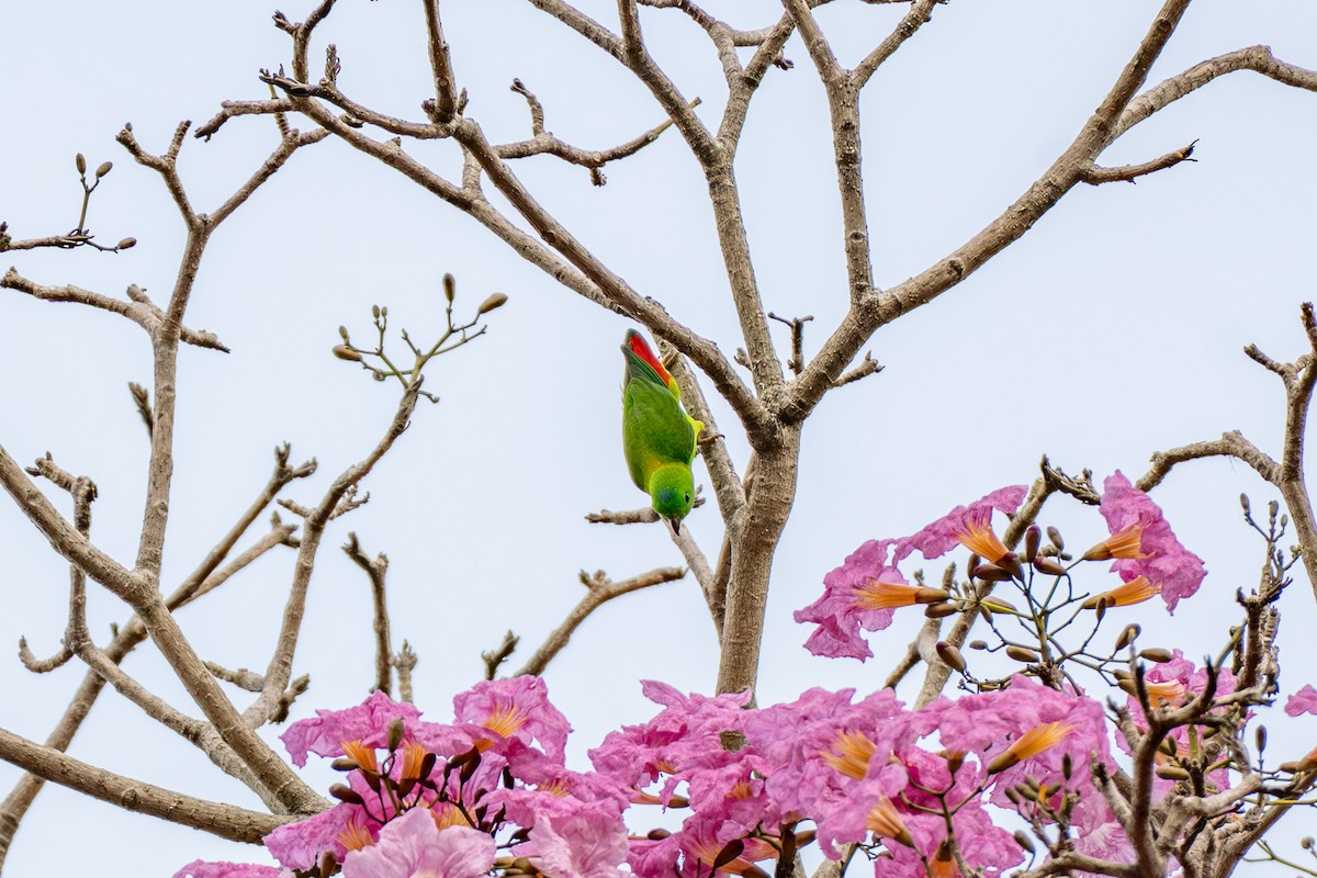 Blue-crowned Hanging-Parrot - ML646895102