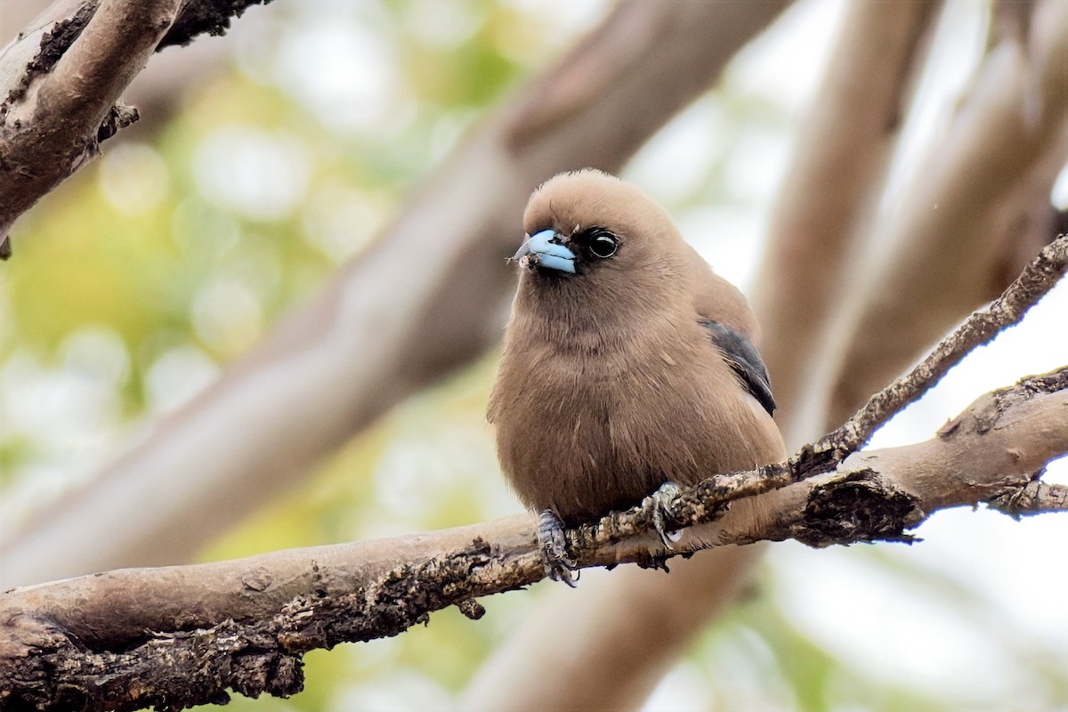 Dusky Woodswallow - ML646895103