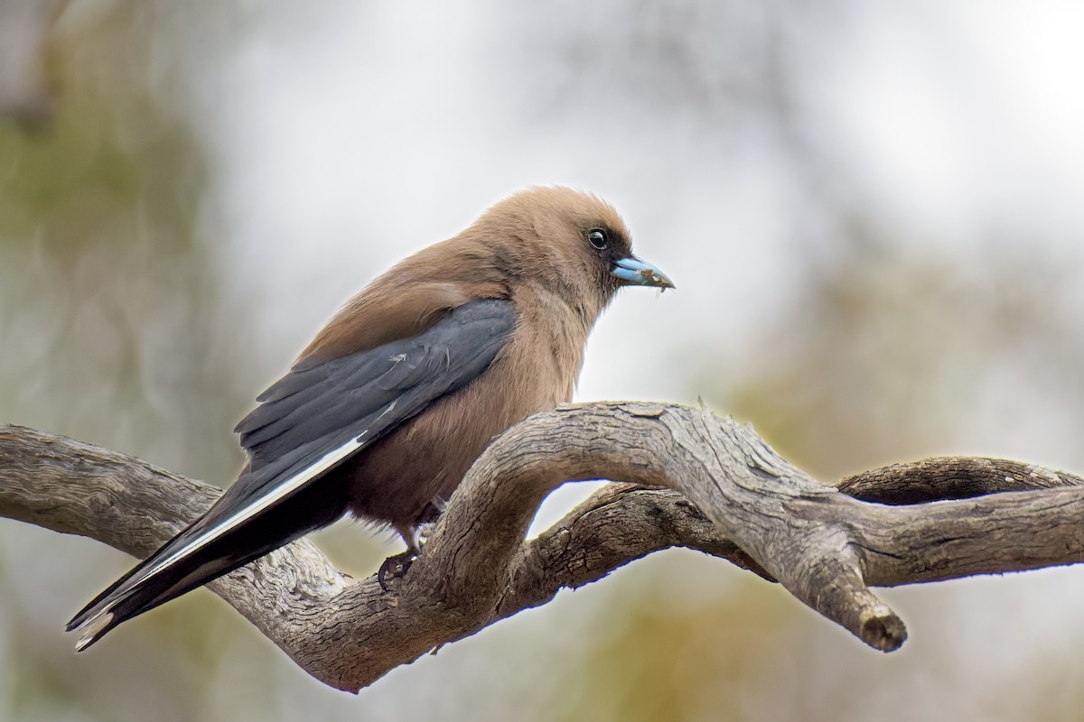 Dusky Woodswallow - ML646895104