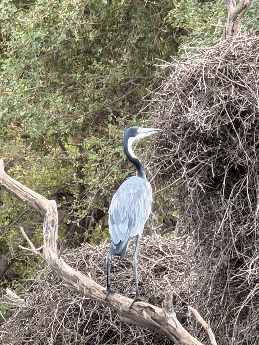 Black-headed Heron - ML646895105