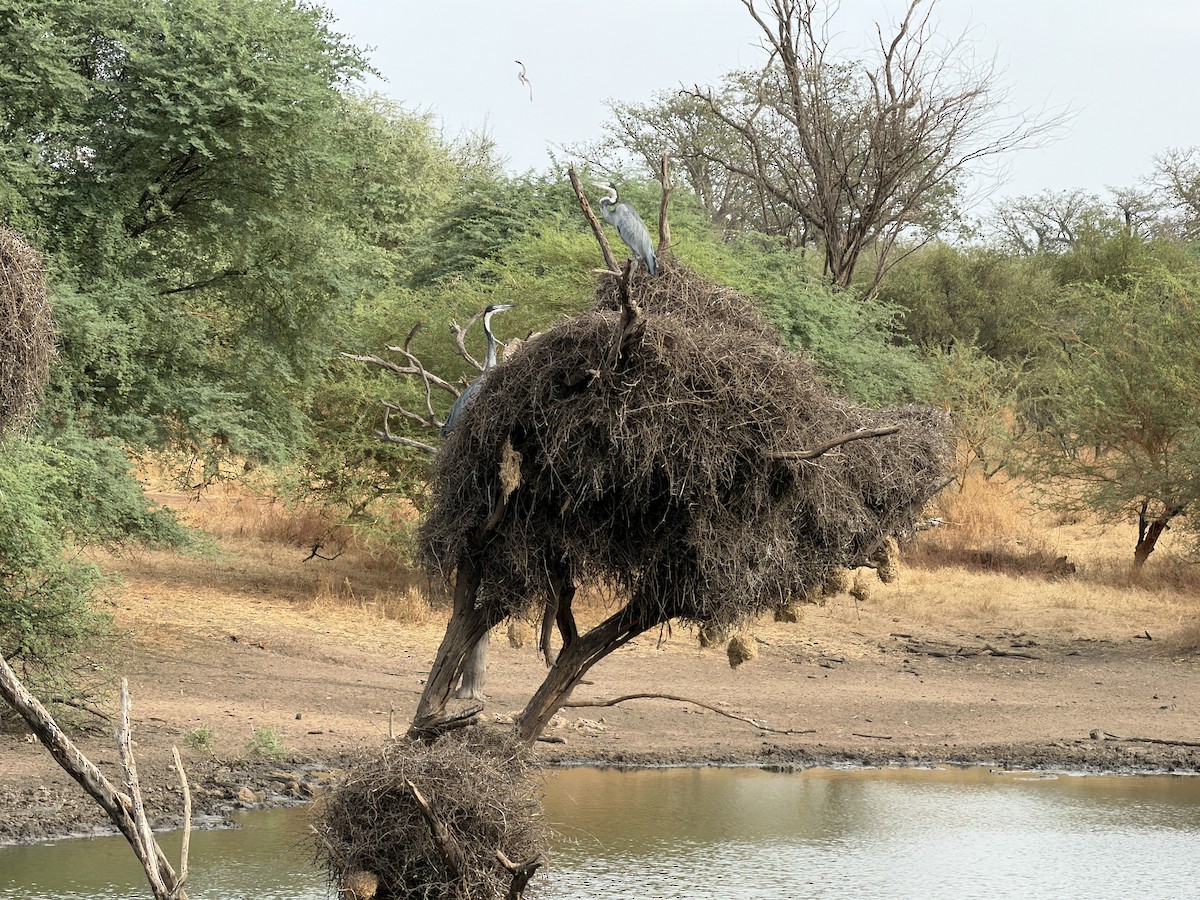 Black-headed Heron - ML646895106