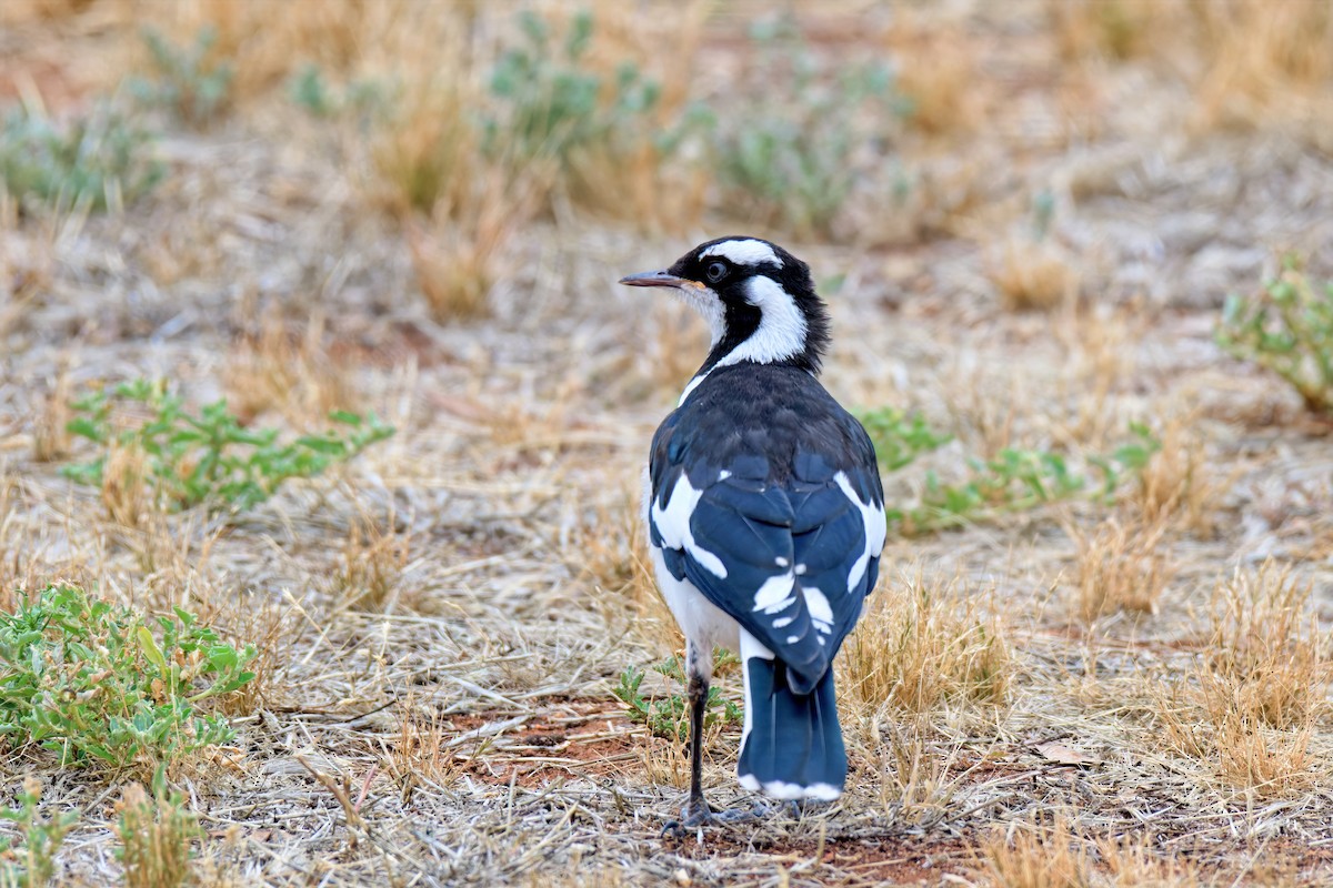Magpie-lark - ML646895107