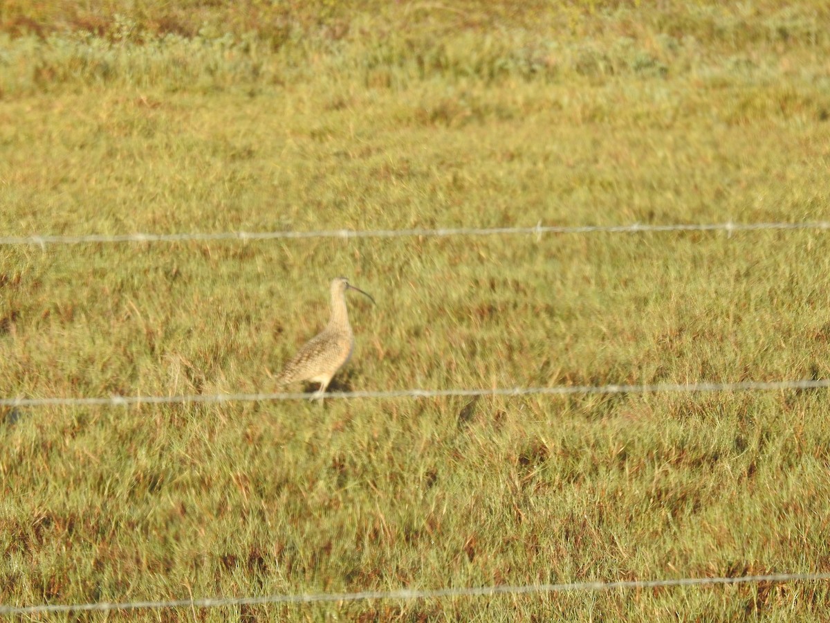Hudsonian Whimbrel - ML646895108