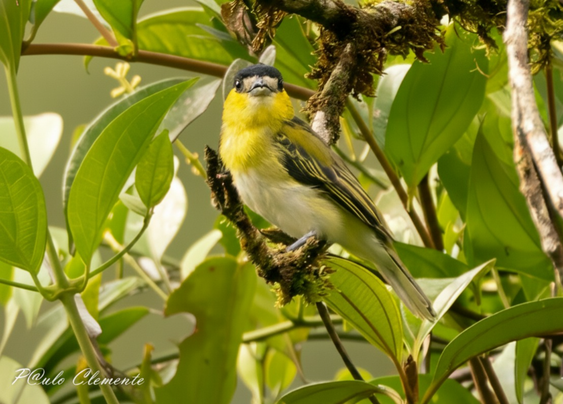 Green-backed Becard - ML646895109