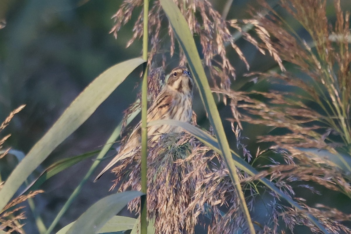 Цагаан хүзүүт хөмрөг - ML646895110