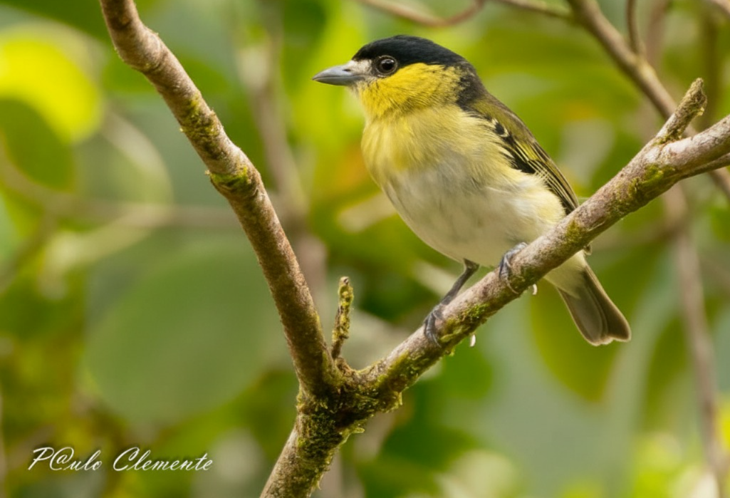 Green-backed Becard - ML646895112