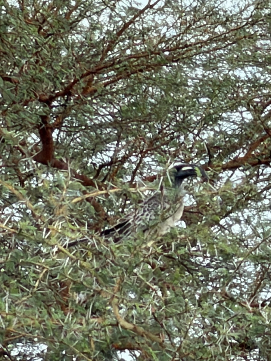 African Gray Hornbill - ML646895113