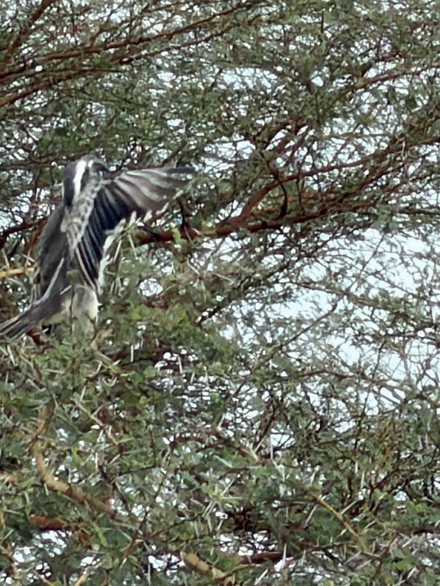 African Gray Hornbill - ML646895114