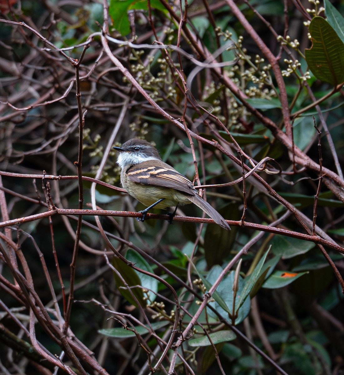 White-throated Tyrannulet - ML646895115