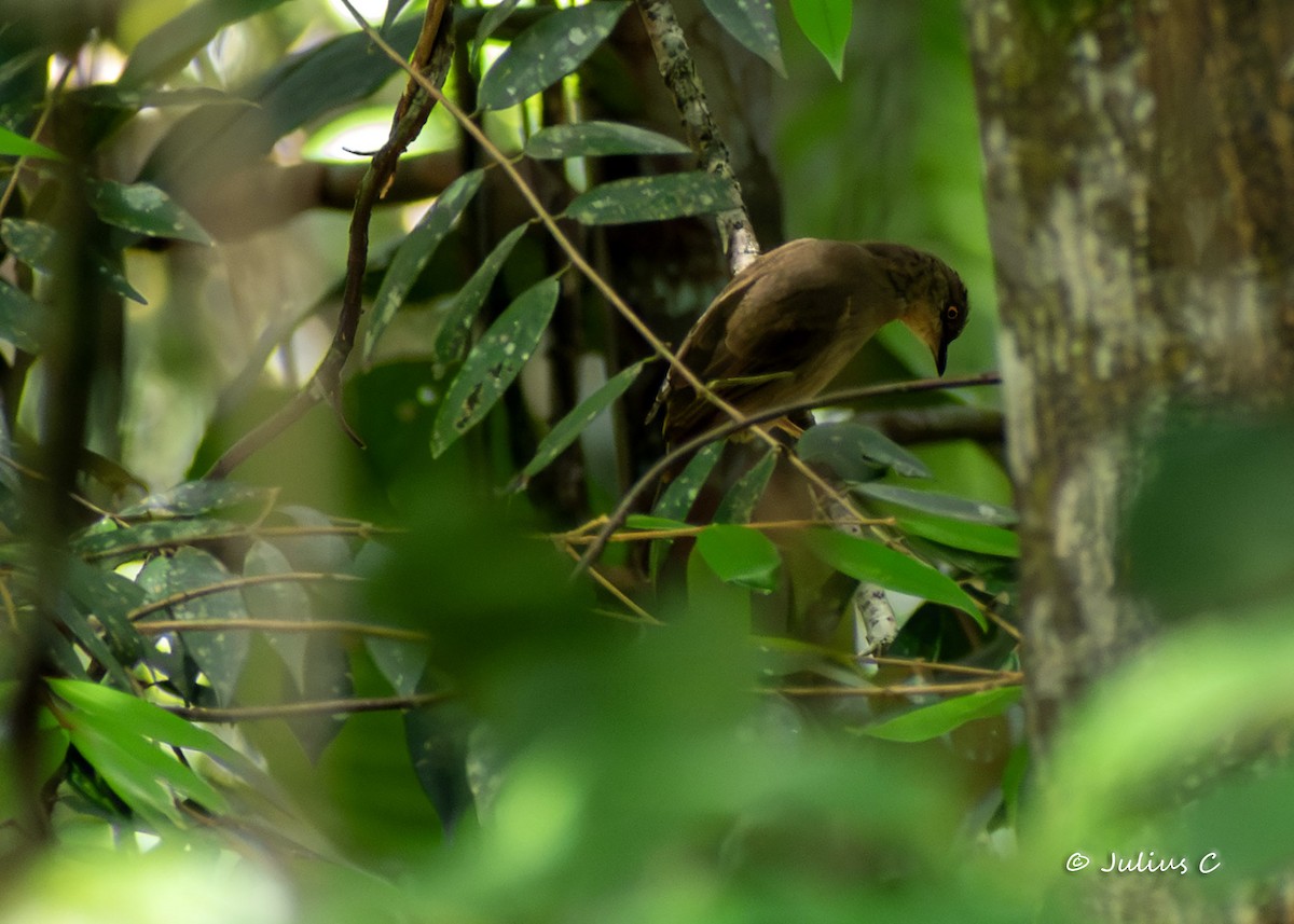 Red-eyed Bulbul - ML646895121