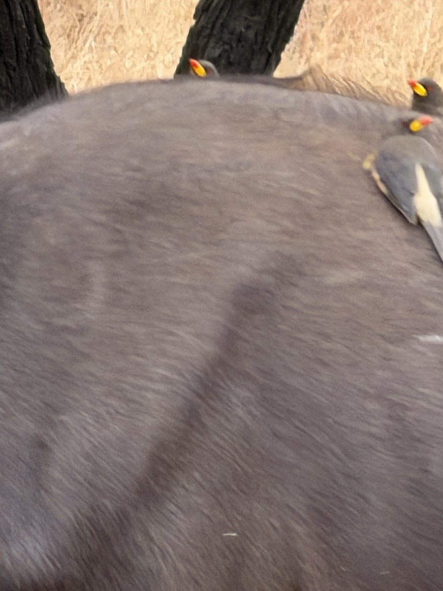 Yellow-billed Oxpecker - ML646895125