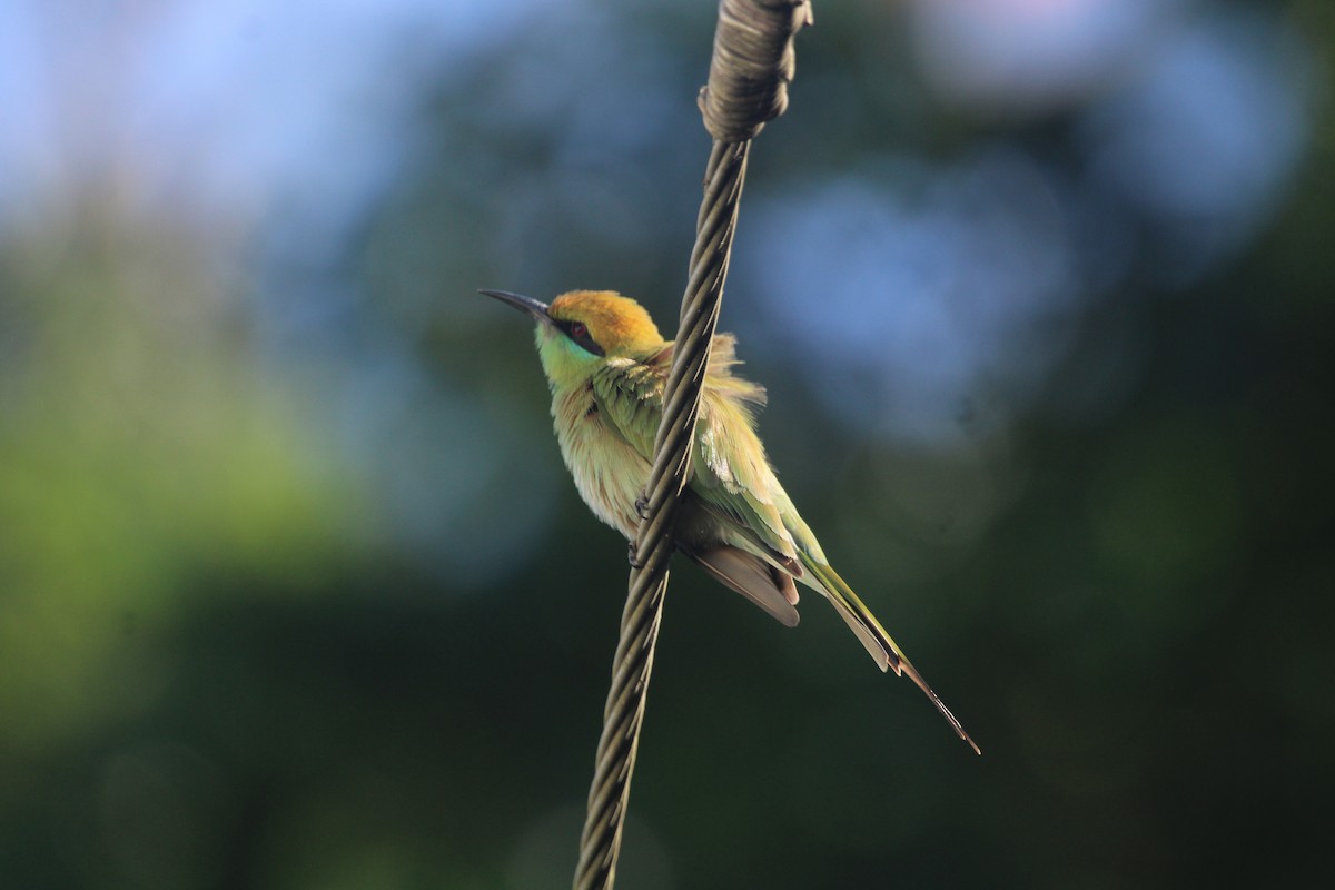 Asya Yeşil Arıkuşu - ML646895129