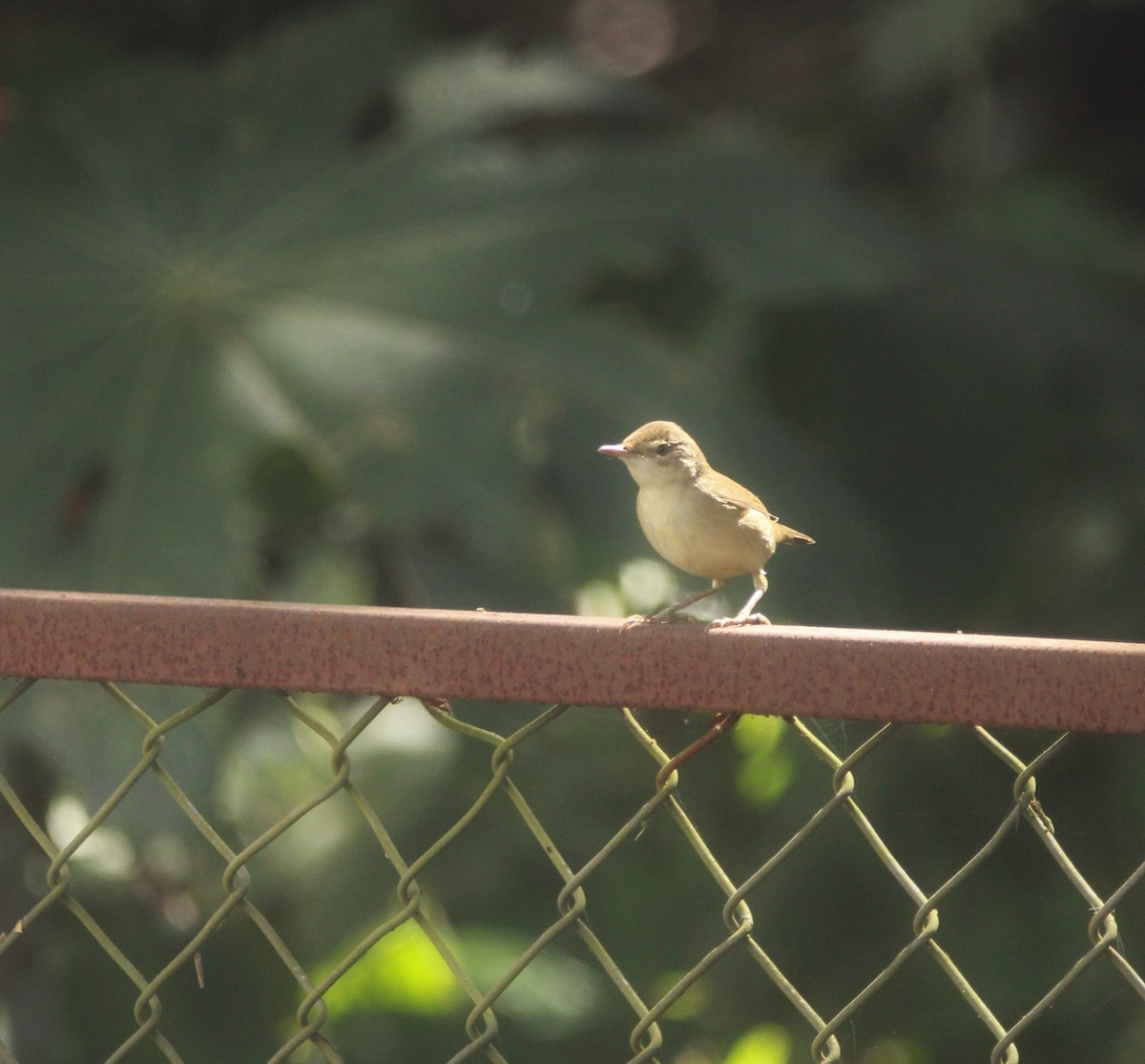 Kuzey Kamışçını - ML646895144