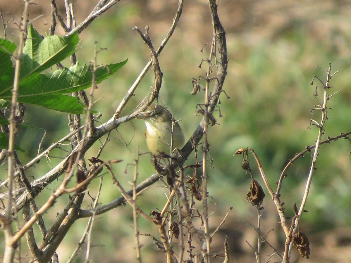 Blyth's Reed Warbler - ML646895145