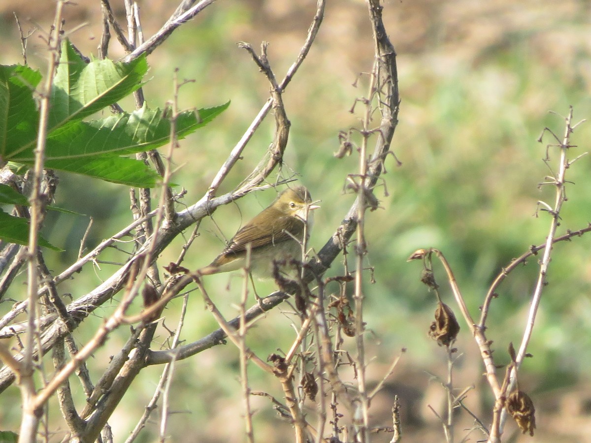 Blyth's Reed Warbler - ML646895146