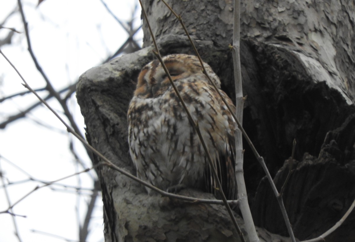 Urubi arrunta - ML646895147