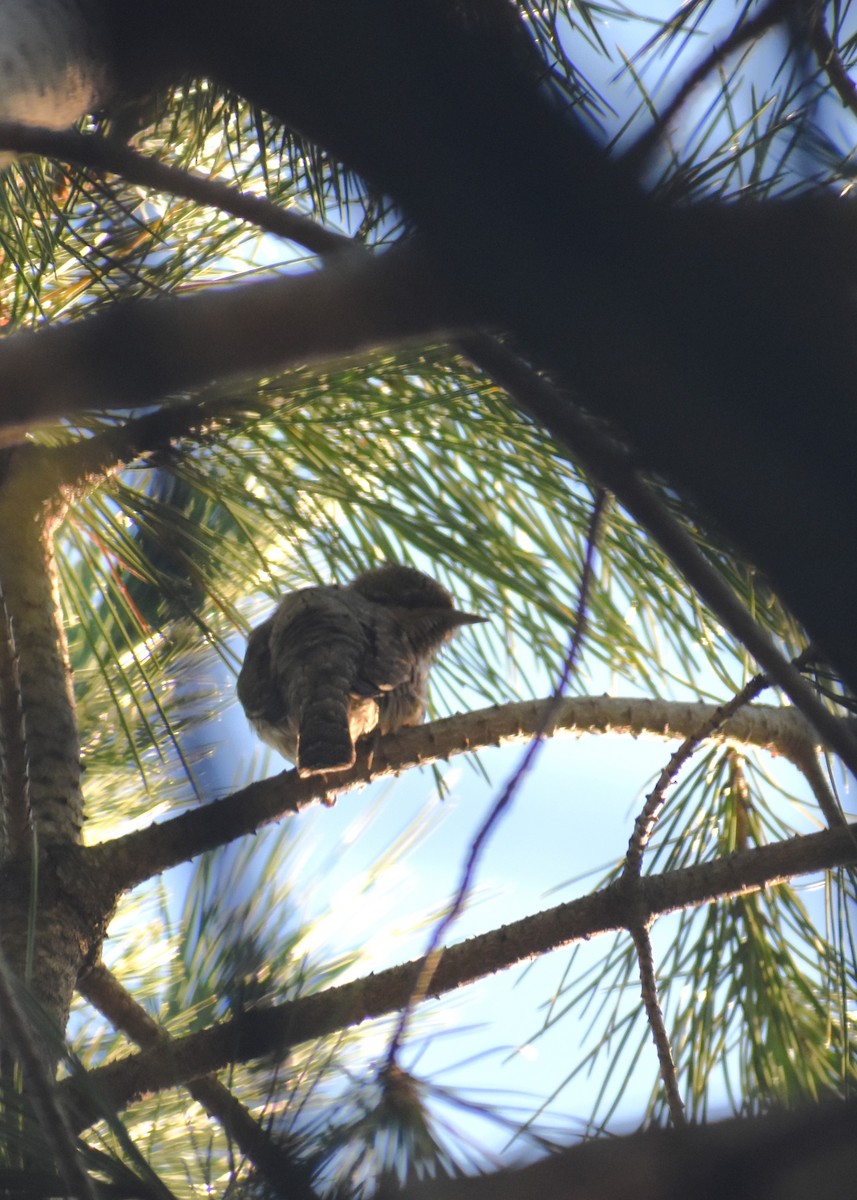 Eurasian Wryneck - ML646895164