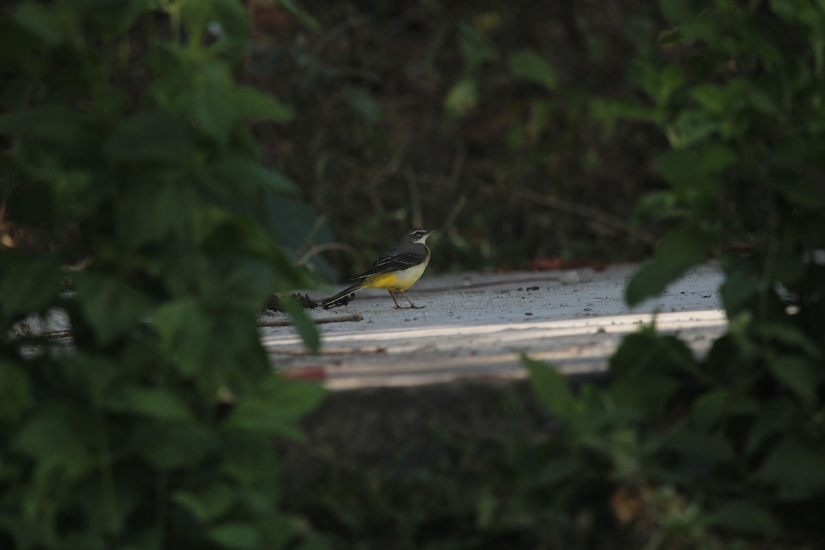 Dağ Kuyruksallayanı - ML646895168