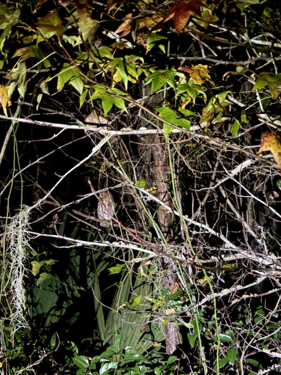 Eastern Screech-Owl - ML646895169