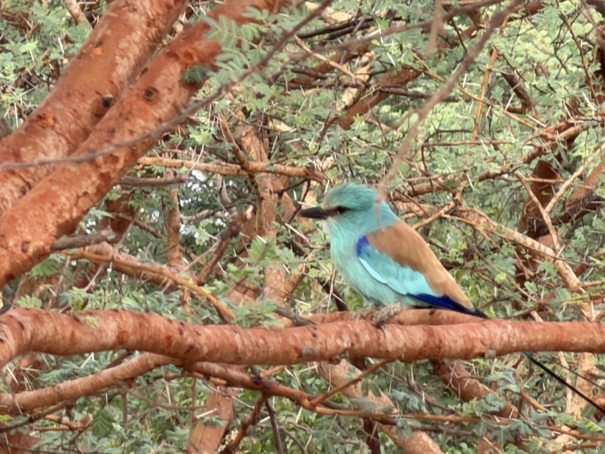 Abyssinian Roller - ML646895174