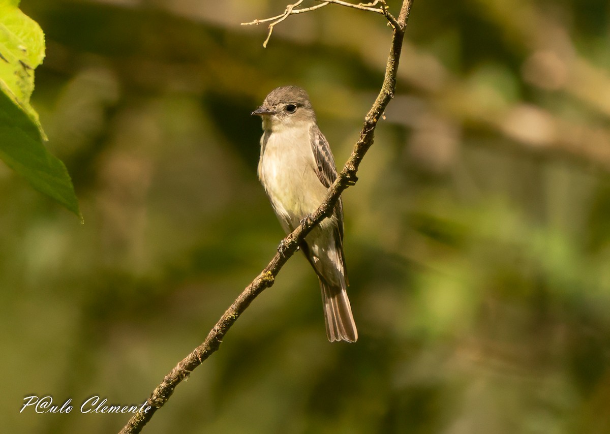Western Wood-Pewee - ML646895175