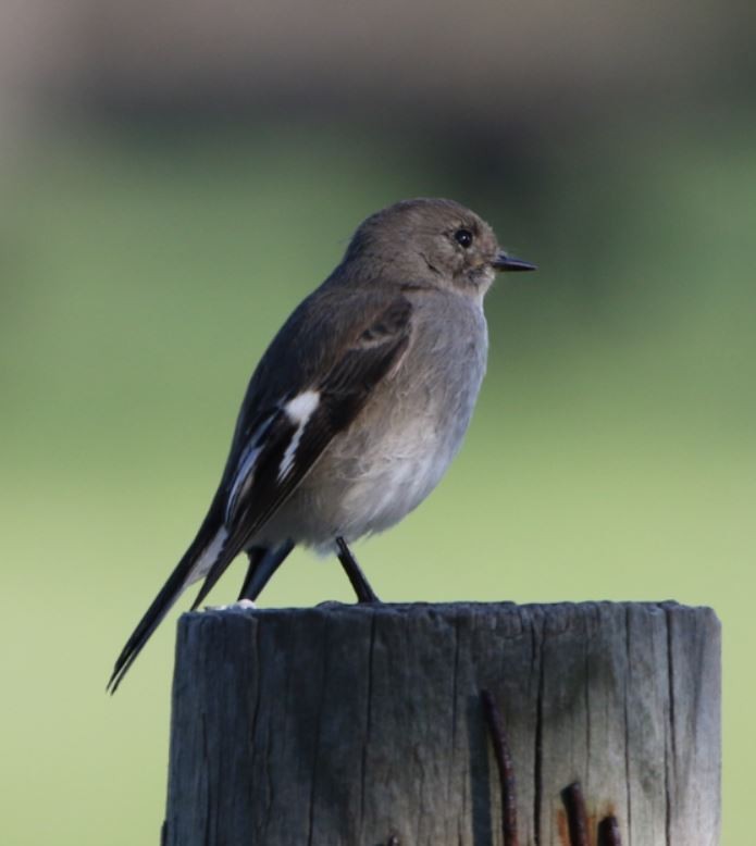 Flame Robin - ML646895178