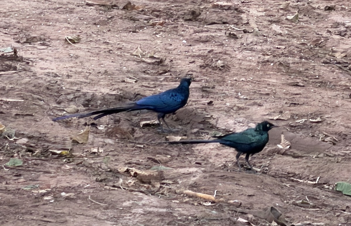 オナガテリムク - ML646895179