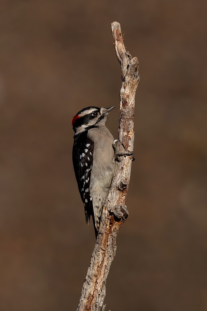 Pico Pubescente - ML646895194