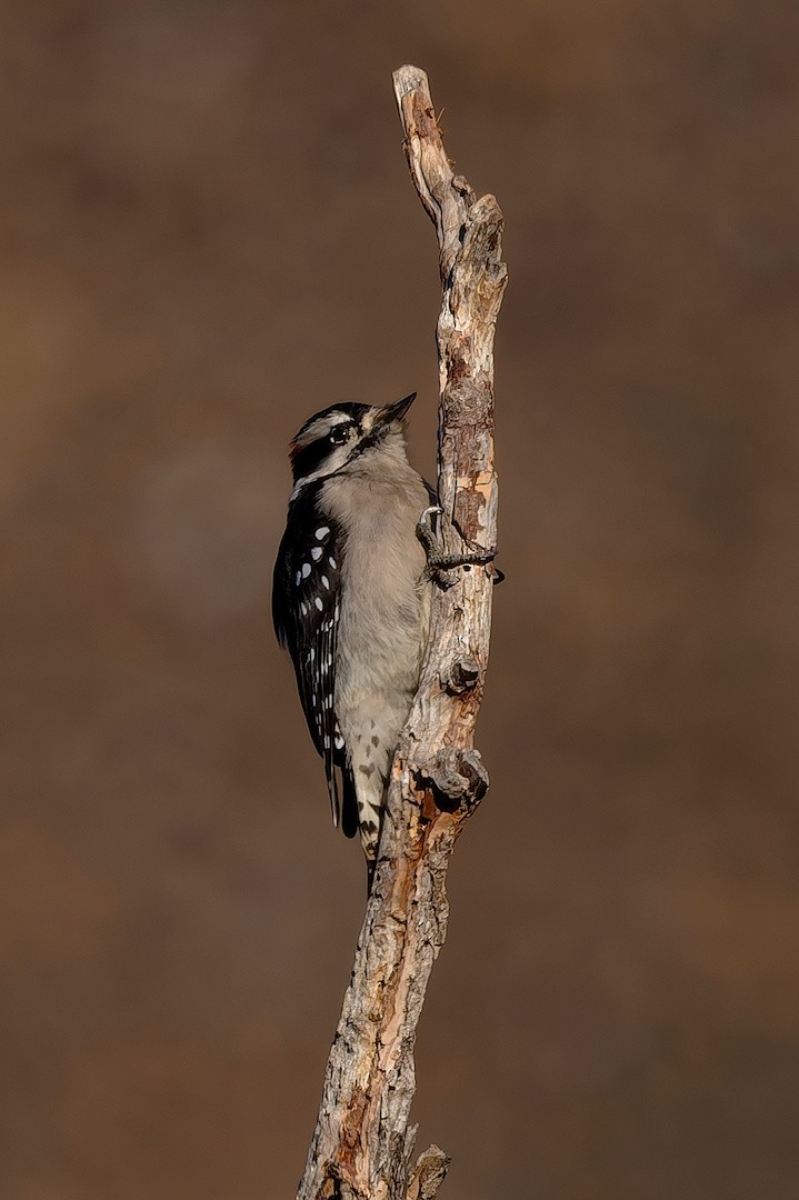 Pico Pubescente - ML646895195