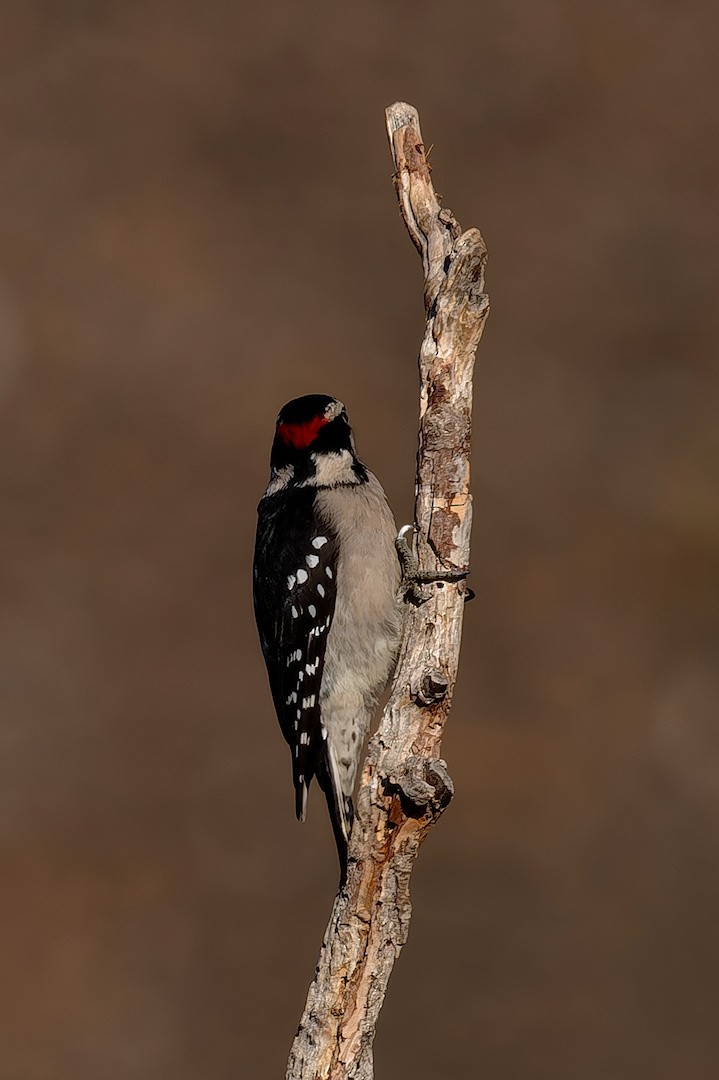 Pico Pubescente - ML646895196