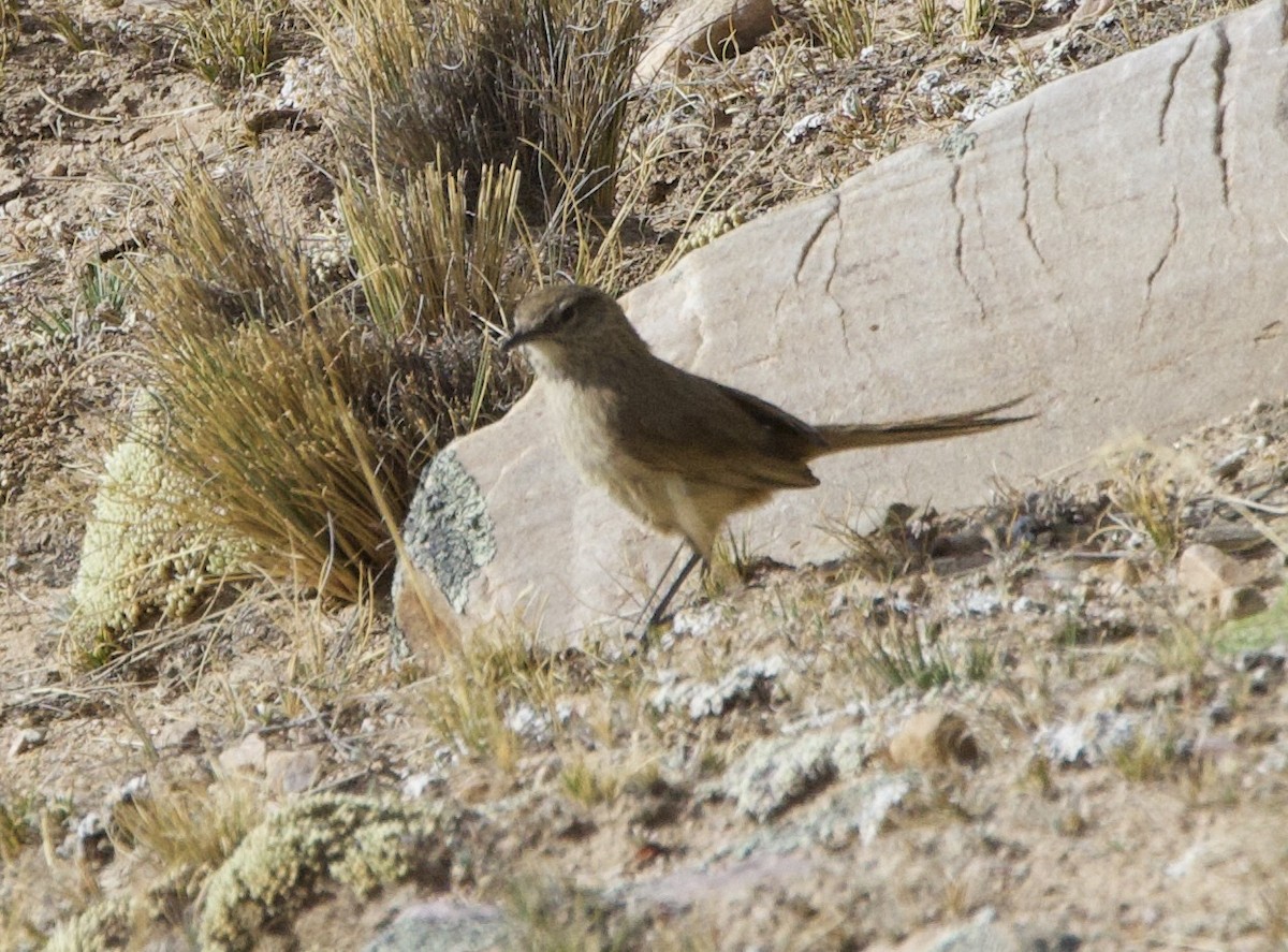 Cordilleran Canastero - ML646895214