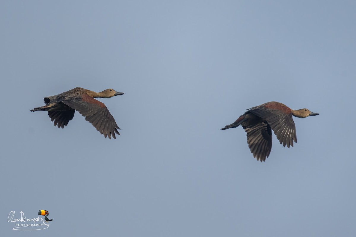 Lesser Whistling-Duck - ML646895215