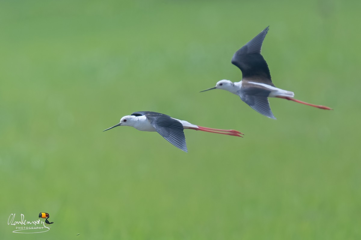 Black-winged Stilt - ML646895218