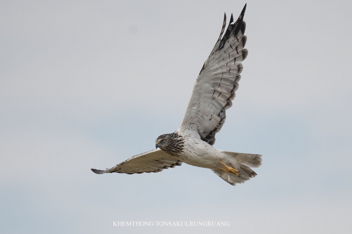 Eastern Marsh Harrier - ML646895224