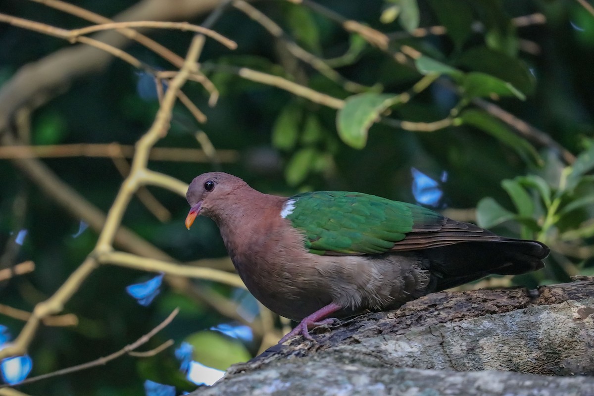 Pacific Emerald Dove - ML646895226