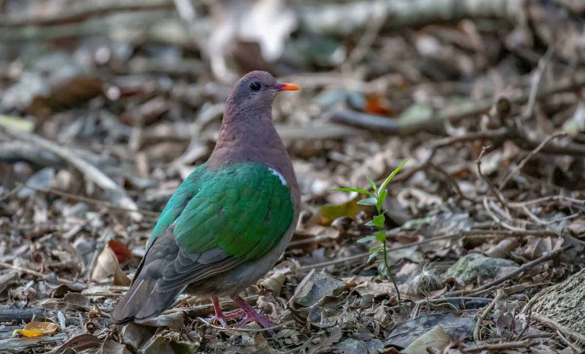Pacific Emerald Dove - ML646895227