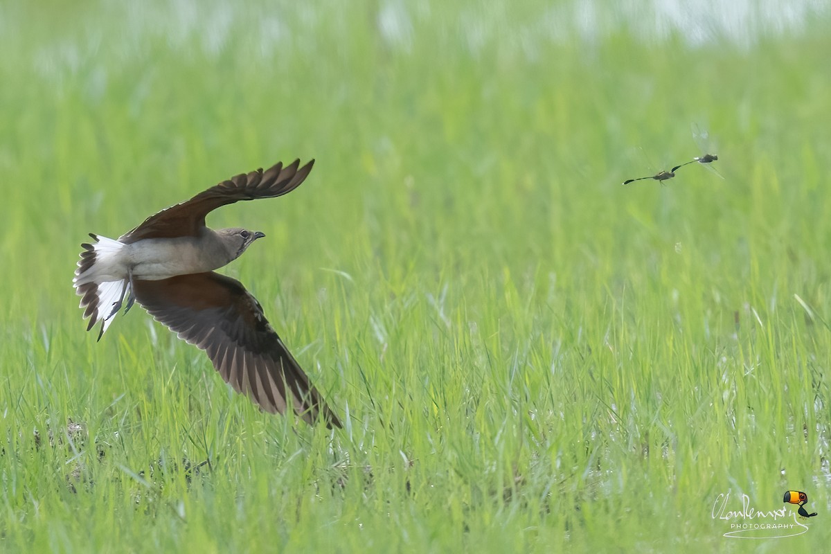 Oriental Pratincole - ML646895228