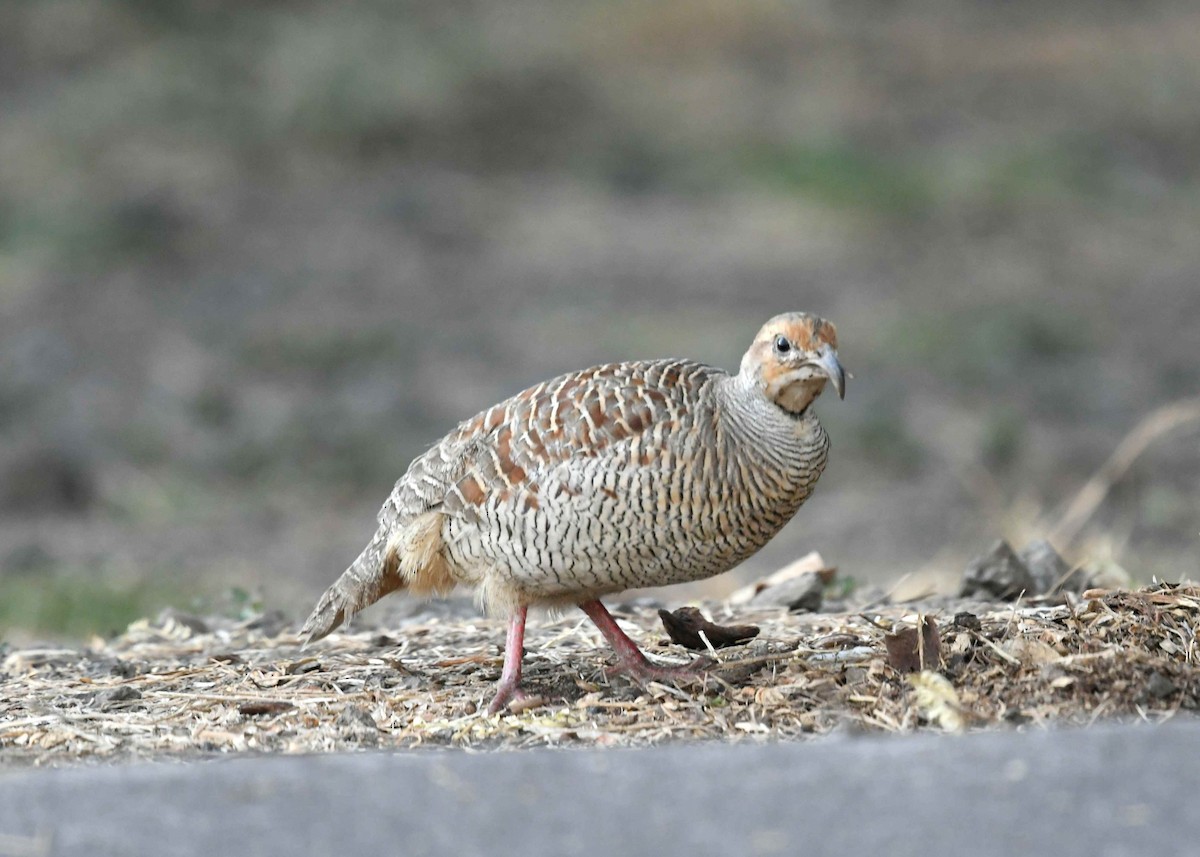 シマシャコ - ML646895231